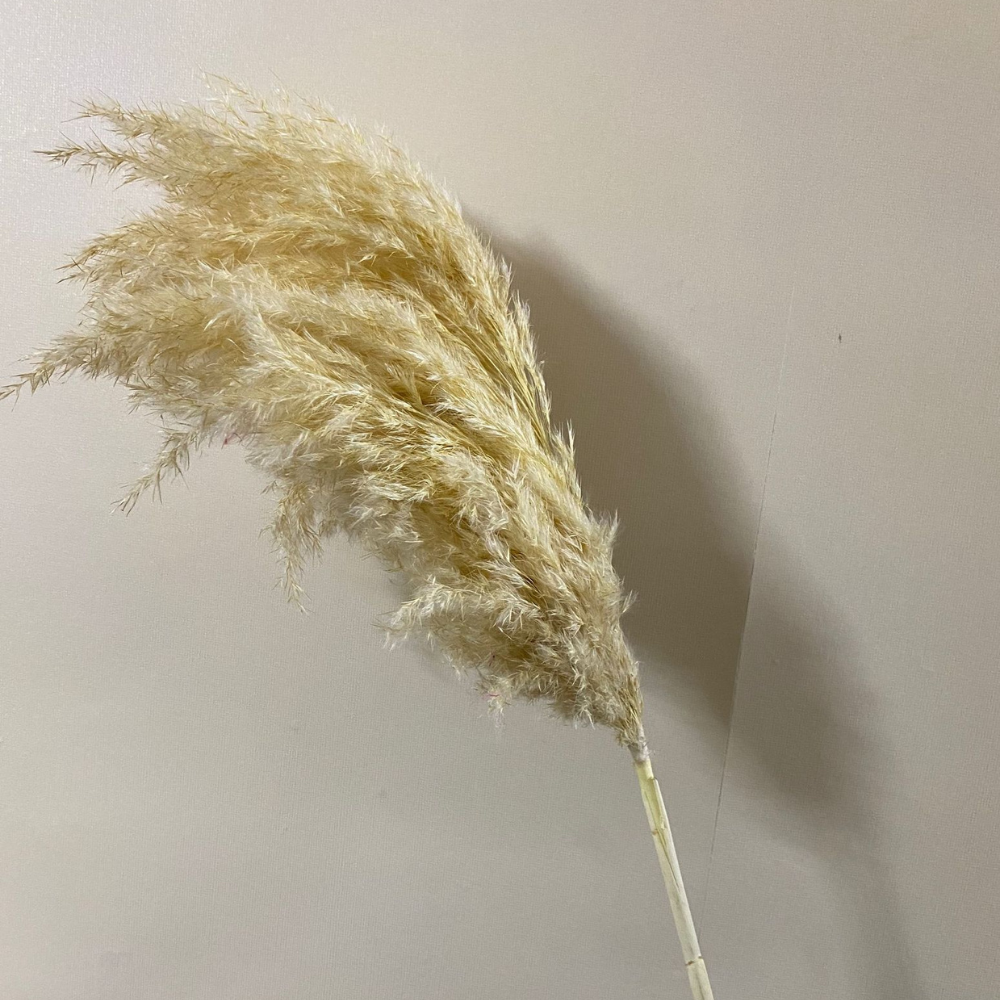 Pampas Otu Buketi (5'li Set)