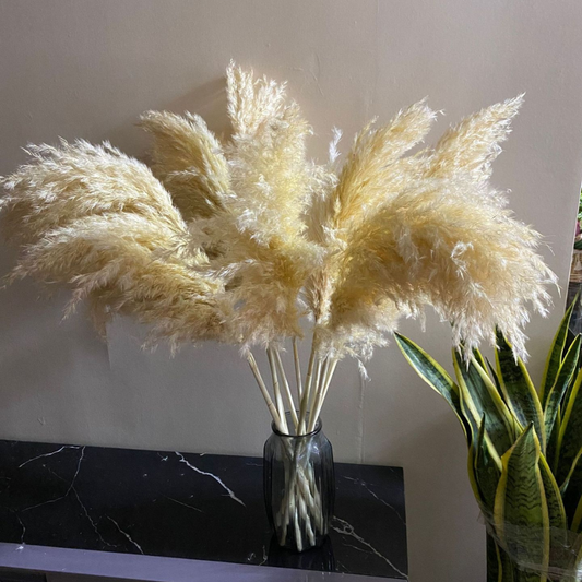 Pampas Otu Buketi (5'li Set)